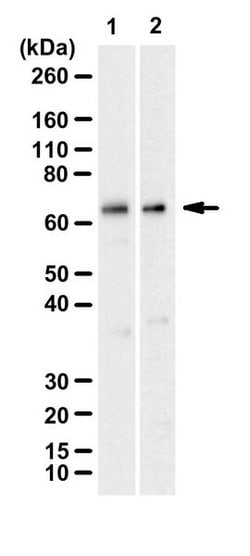 AF9 (MLLT3) Rabbit anti-Human, Mouse, Polyclonal, MilliporeSigma 25 &mu;g;